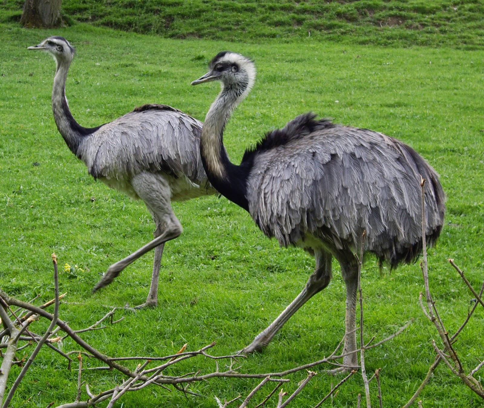 Programa Animal: Ema