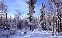 Итоги 91-й недели инвестирования в ПАММ-счета Fx-trend
