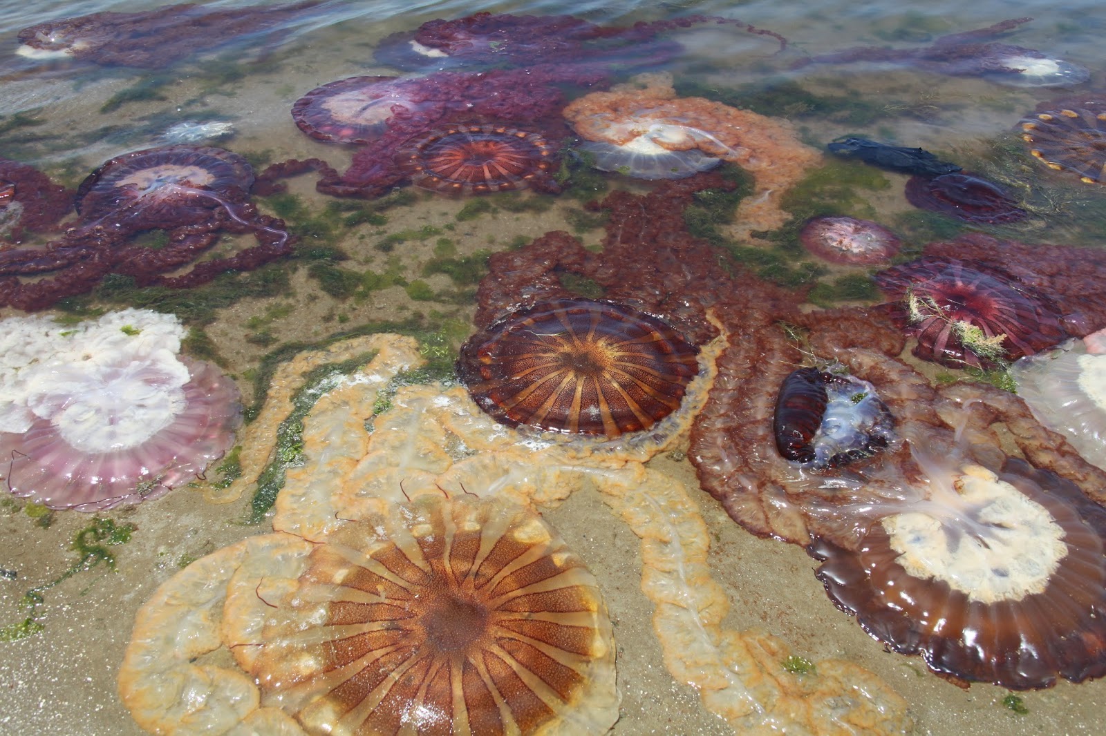 .punctum. beached jellyfish Paracas, Peru