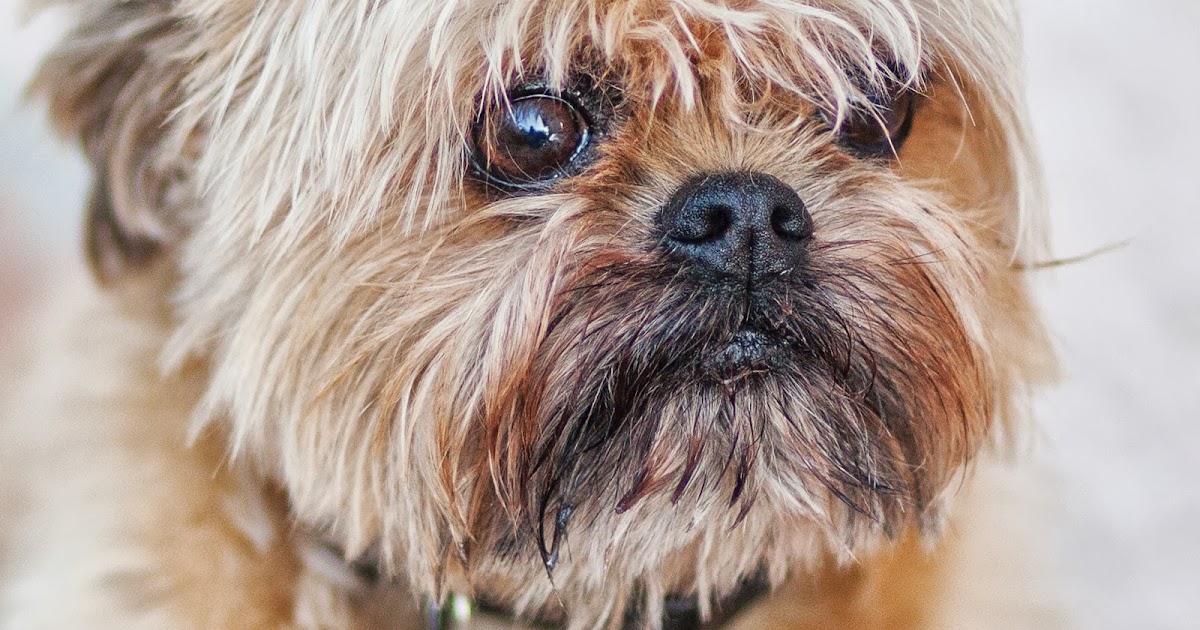 Брюссельский гриффон