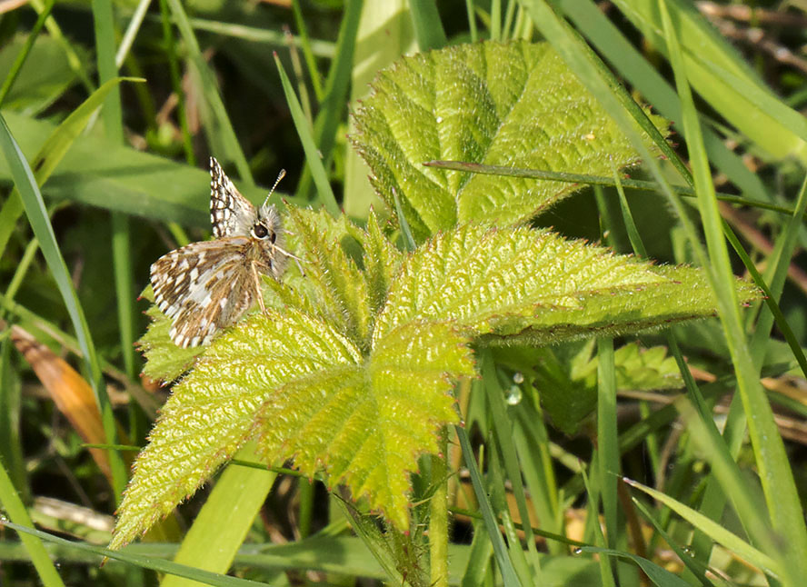 Grizzled Skipper, Pyrgus malvae. Burnt Gorse, High Elms Country Park, 5 May 2014. Grizzled Skipper, Pyrgus malvae. Burnt Gorse, High Elms Country Park, 5 May 2014.