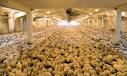 Intensive Poultry Farming