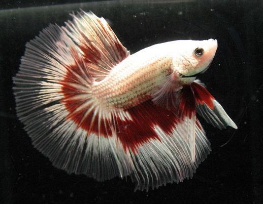Ikan Cupang, Keunggulan yang Terabaikan
