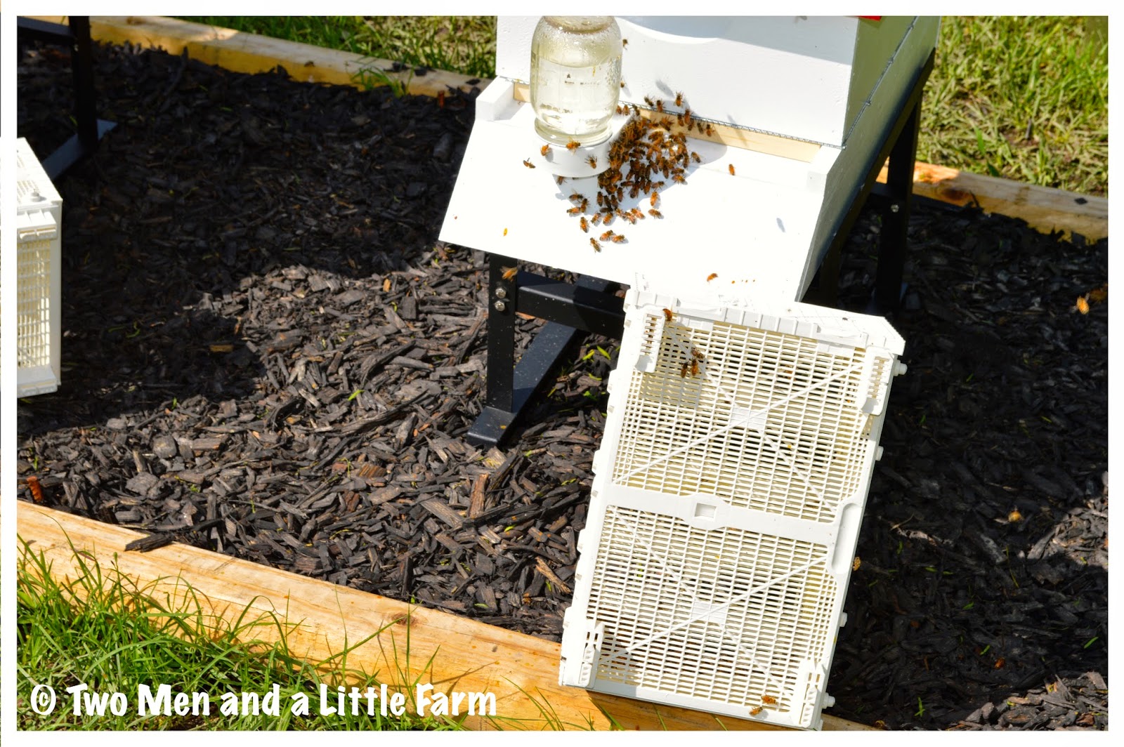 Two Men and a Little Farm HOW TO INSTALL PACKAGE BEES INTO A HIVE
