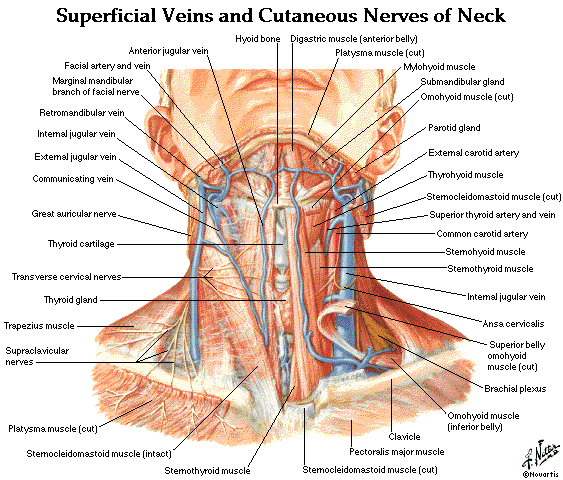 Jugular Veins Anatomy