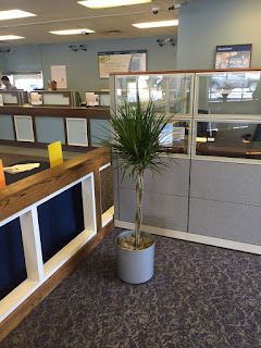 interior plant maintenance;office plant service;indoor plant design and service;