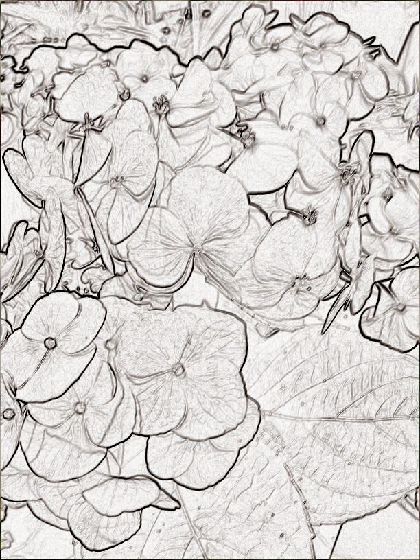 One Hydrangea Two Mediums Urban Sketchers