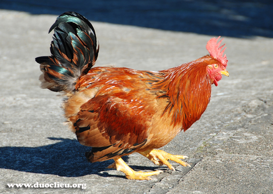 Gà 7 cựa Gà 7 cựa