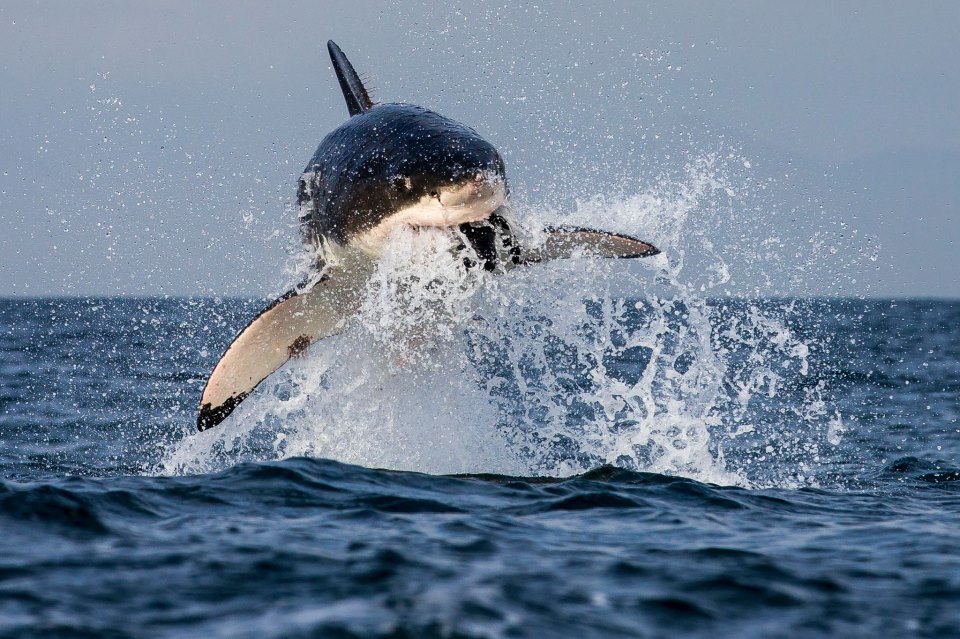 Great White Shark Breaching