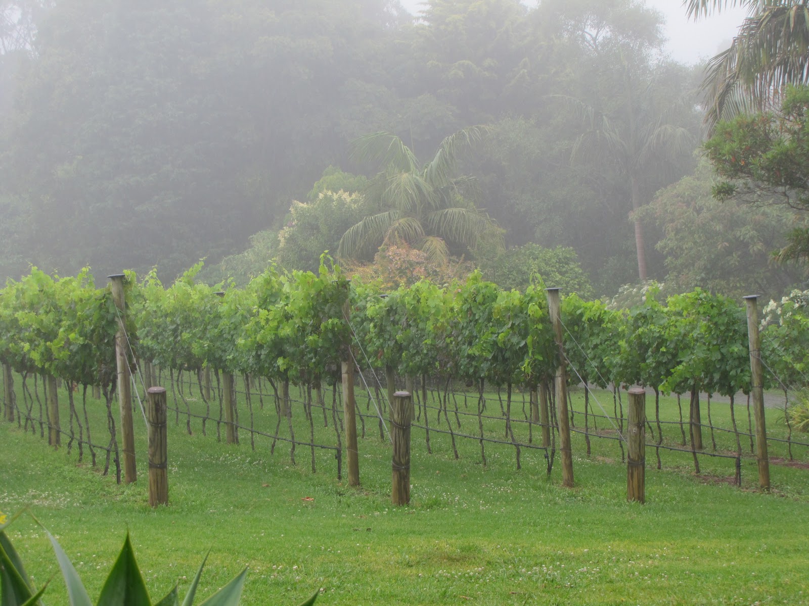 Witches Falls Winery, Mt. Tamborine, Gold Coast, Australia The Yum List