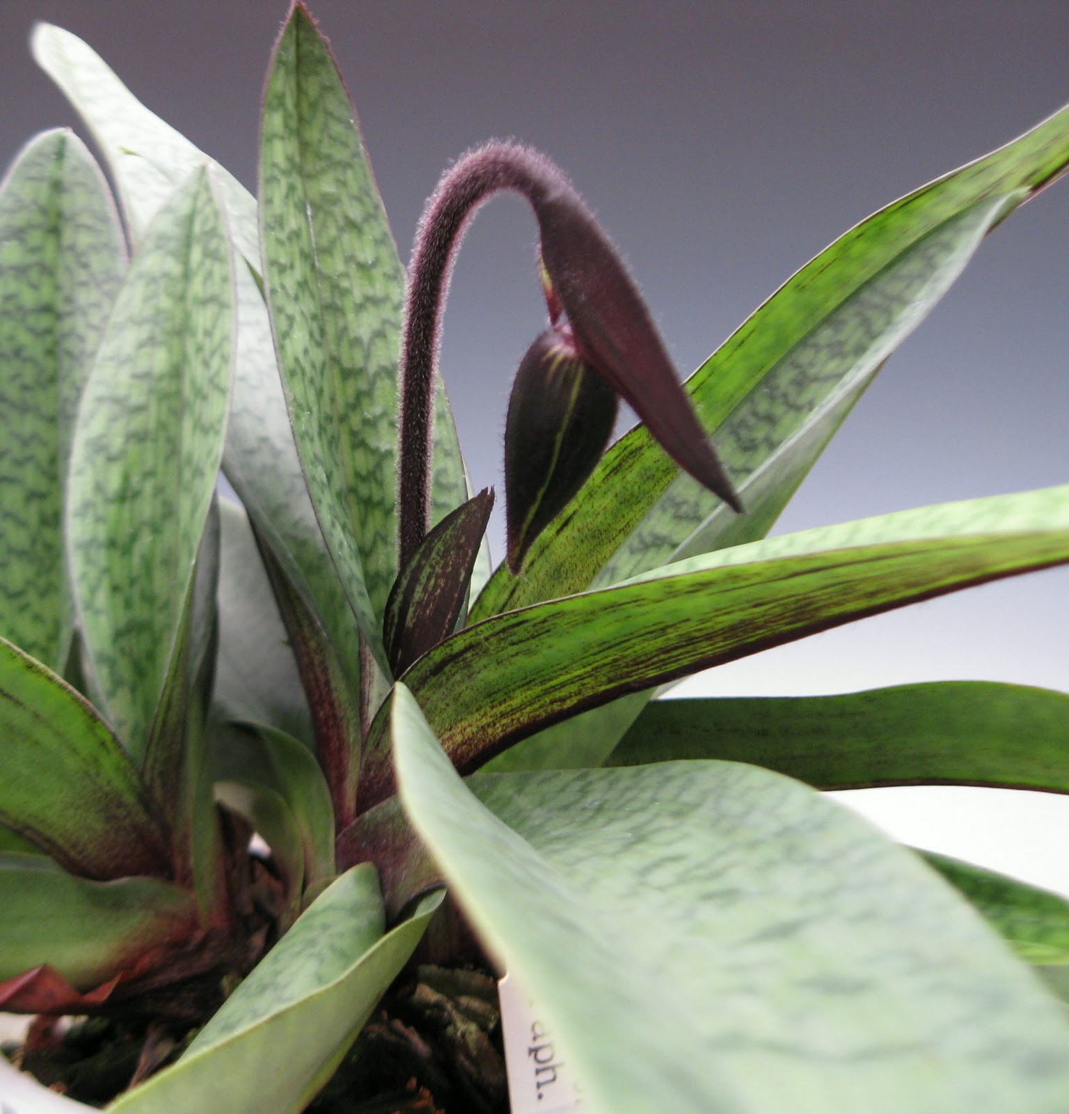 Black Orchid Orchidaceous! Orchid Blog