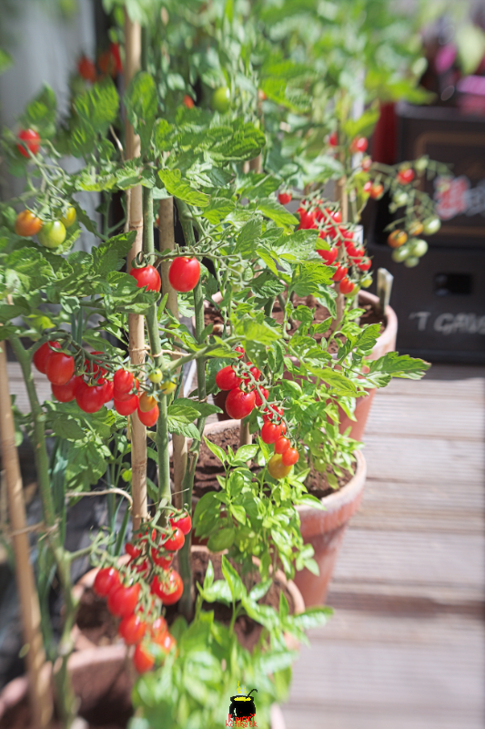 pomidory-balkon.jpg