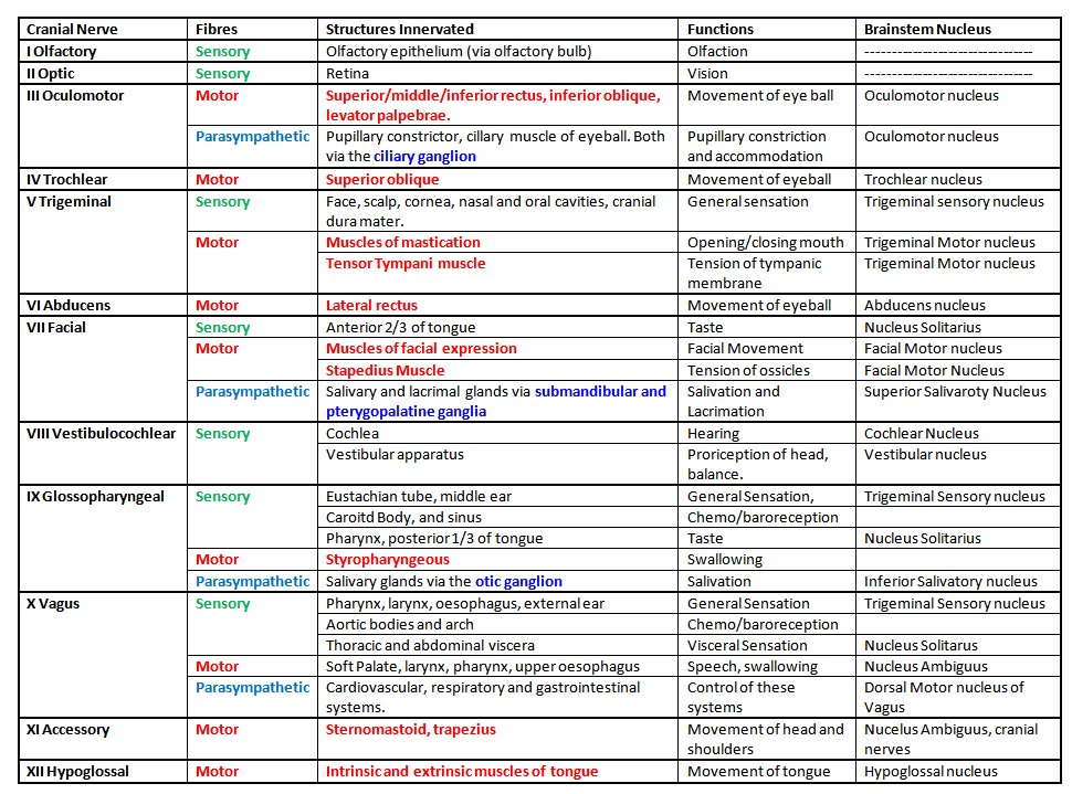 12 Cranial Nerves Chart