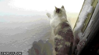 funny-cat-gifs-042-005.gif