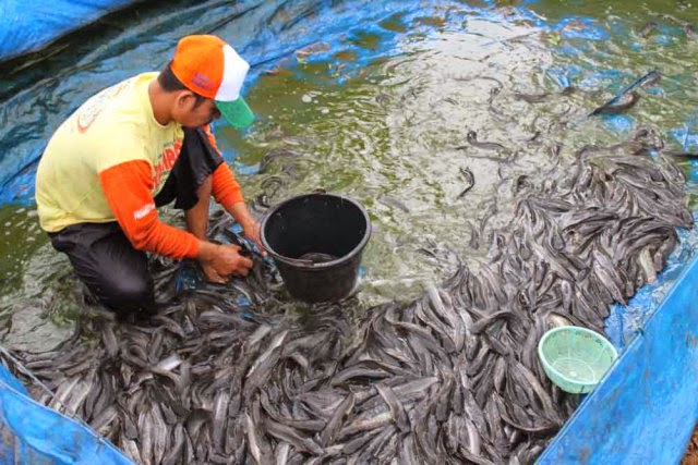 jual beli lele di lung panduan lengkap budidaya ikan lele jual beli lele di lung panduan lengkap budidaya ikan lele