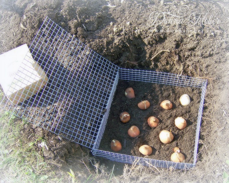 Donna's Designs February 2013