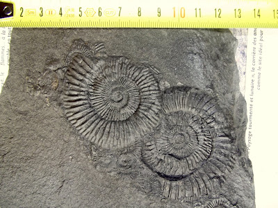 fossiles2%2B006.jpg