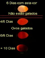 Ovos galados ou não!?