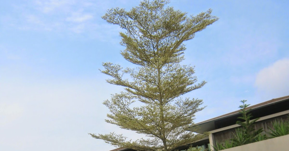 my walk with food and beautiful plants and flowers: White Bucida tree