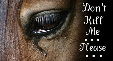 Would you do it to your best friend? Then stop horse slaughter NOW!