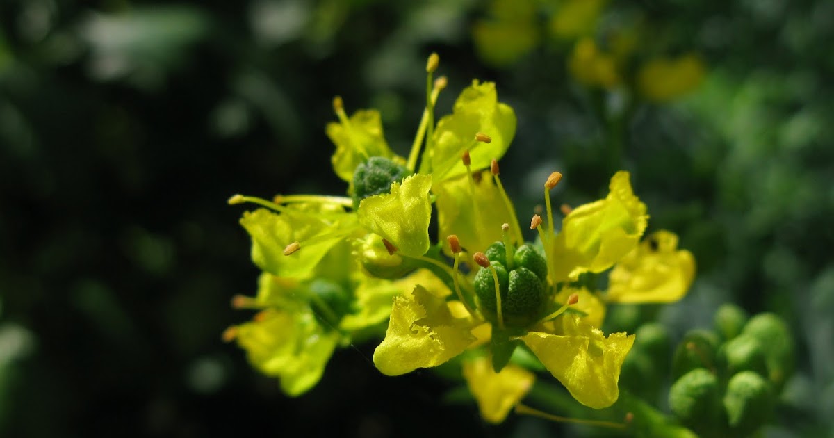 Flores y Palabras: Ruda