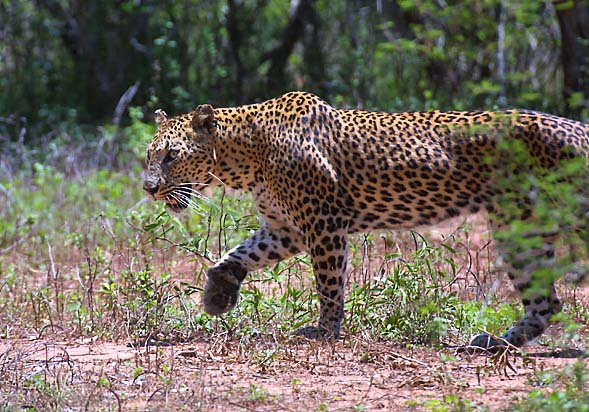 manish home: INDIAN LEOPARD