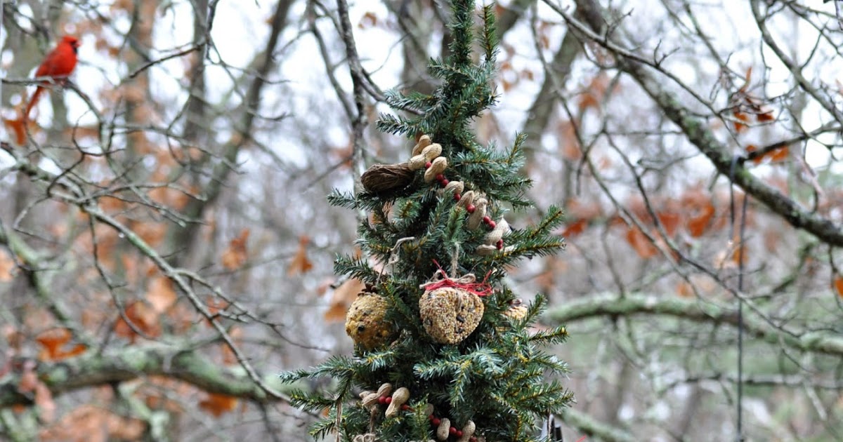 Rebecca's Bird Gardens Blog A Christmas Tree for the Birds!