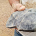 Geólogos australianos se surpreendem ao descobrir meteorito mais antigo que a terra