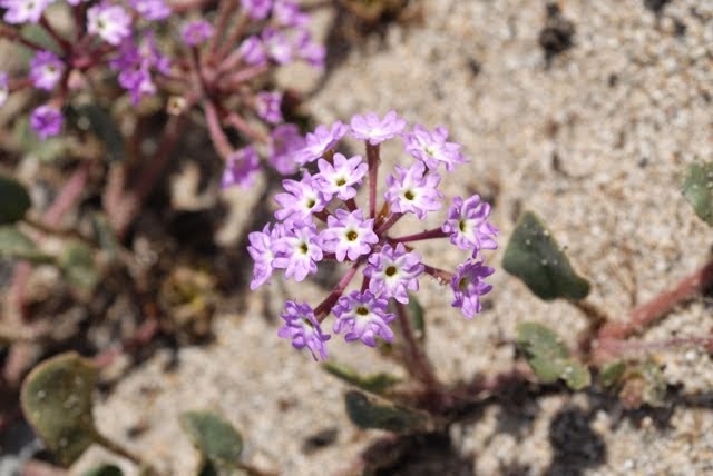 Pink sand verbena, Abronia umbellata _0438