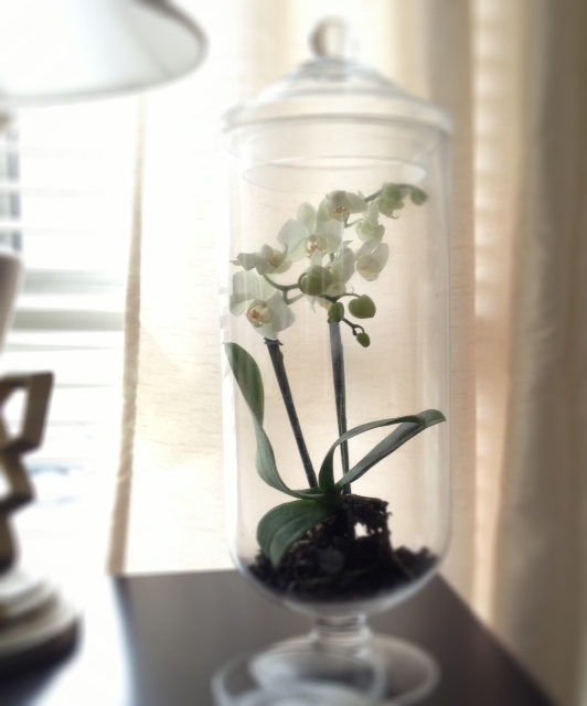 Cup Half Full Orchid Terrarium