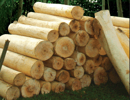 persamaan kayu jabon dan kayu sengon
