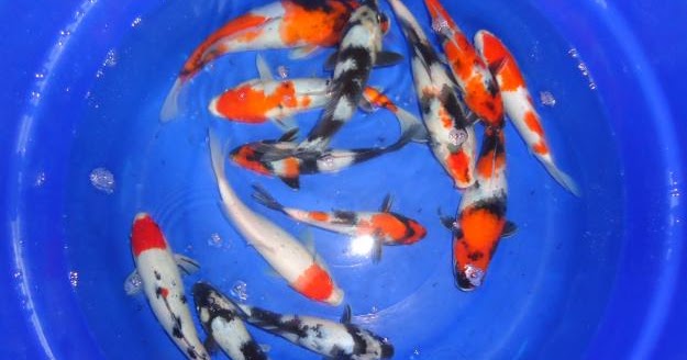 Tips Modifikasi Mobil dan Motor: Gambar Foto Cantik Ikan ...
