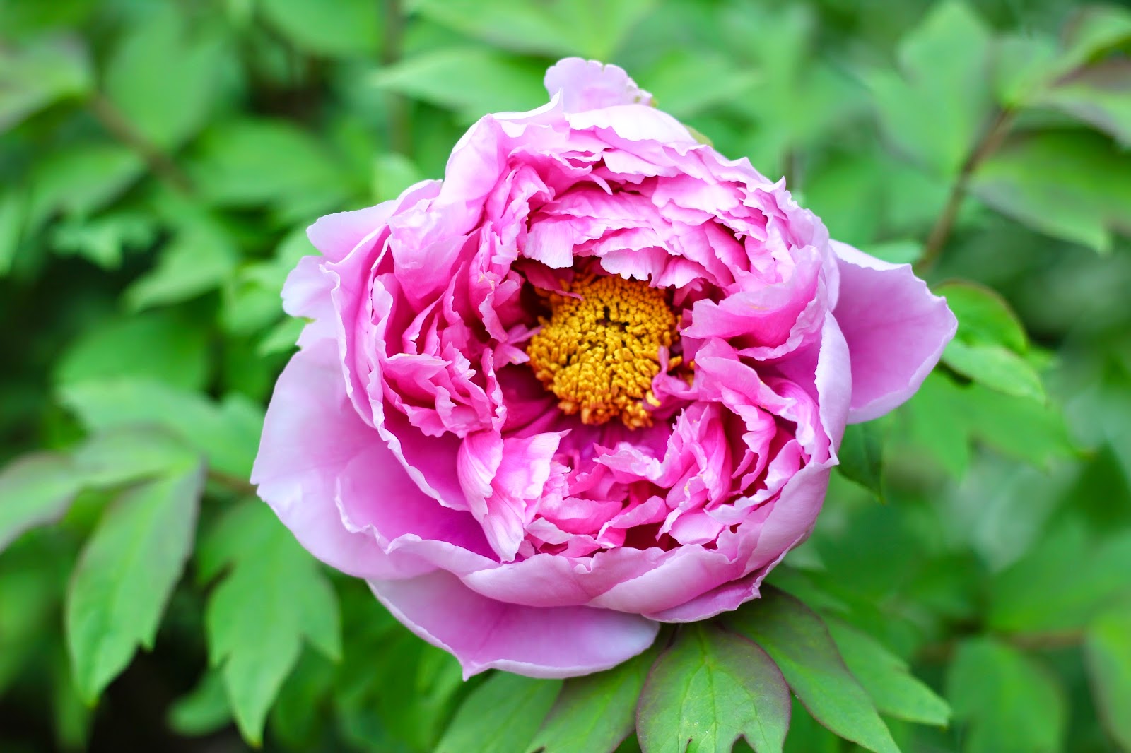 In and Out of My Garden