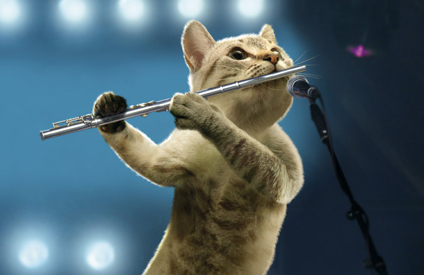 kucing main alat muzik seruling