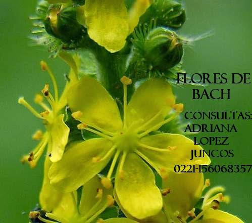 FLORES DE BACH