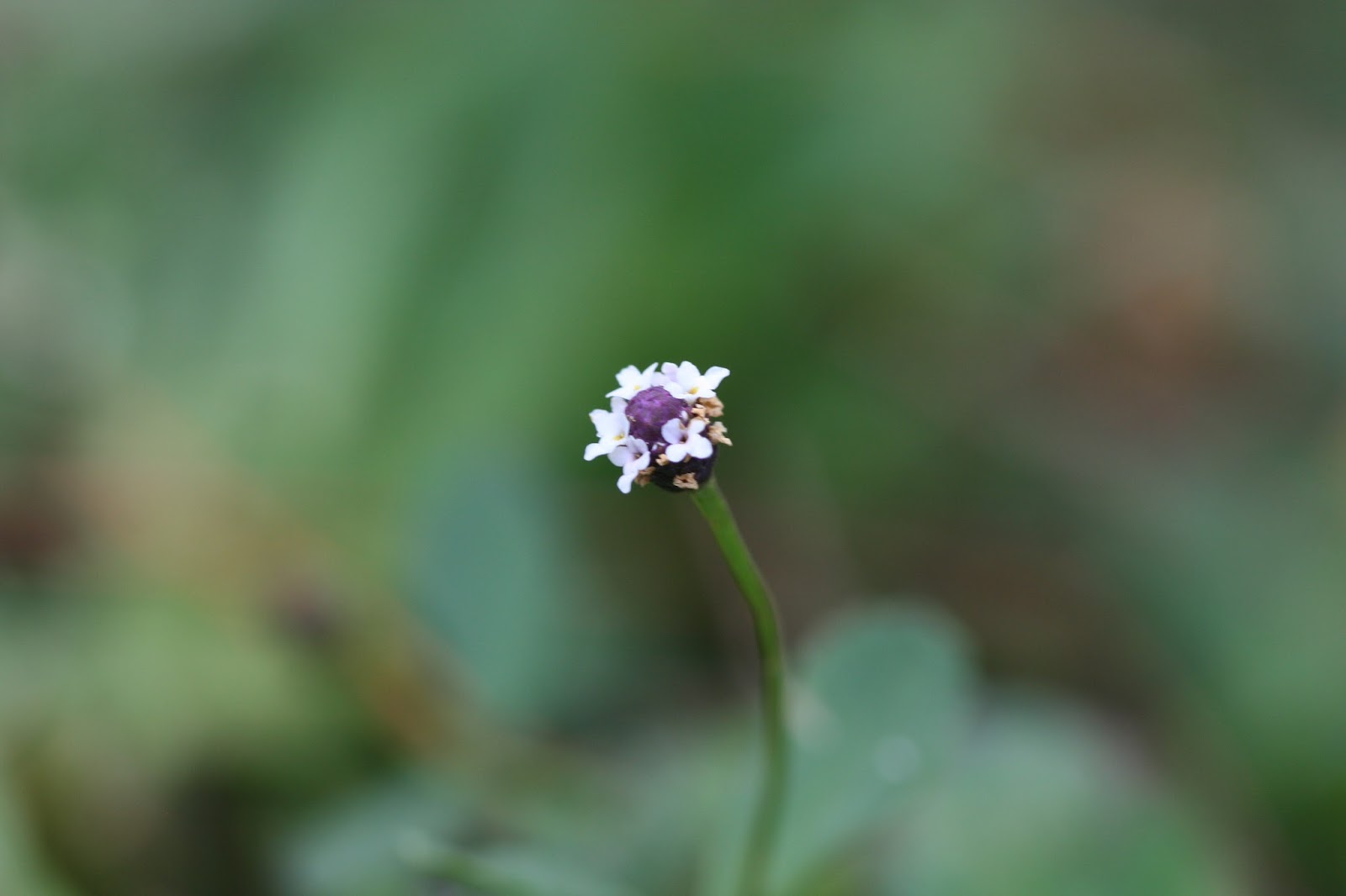 Native Florida Wildflowers Matchweed/Fog Fruit Phyla