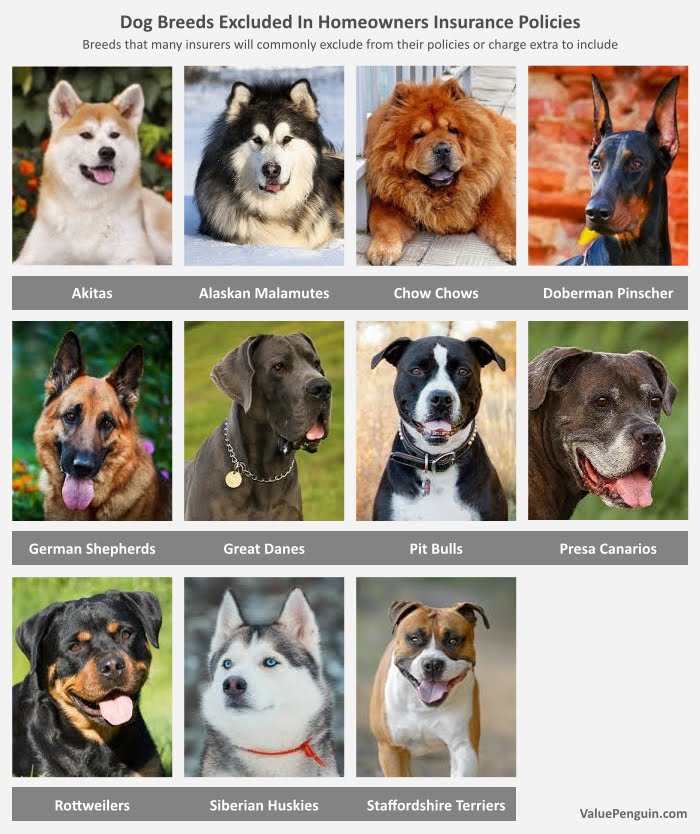 Homeowners Insurance And Dogs Breeds Homeowners Insurance And Dogs Breeds