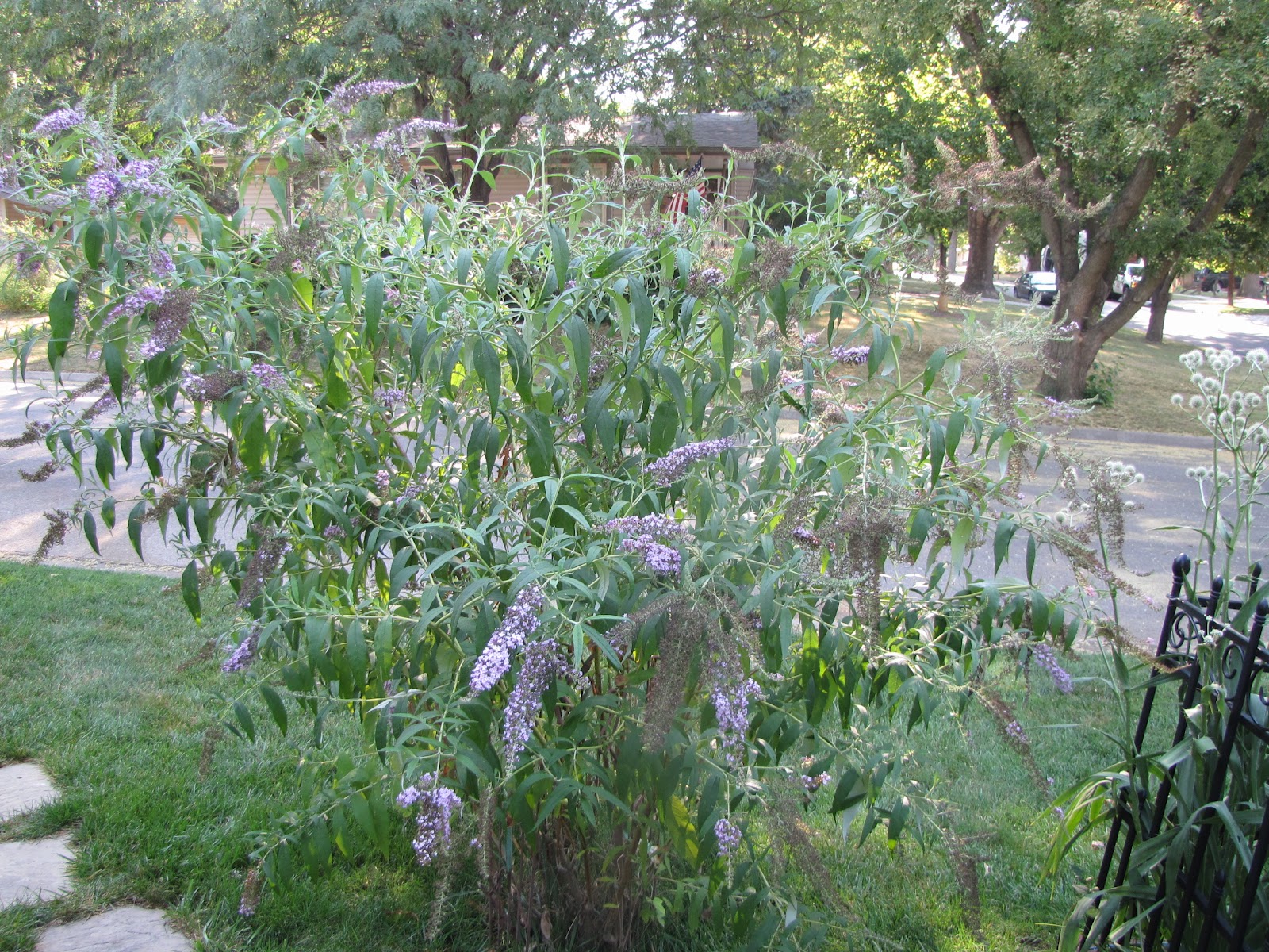 A Corner Garden How I Deadhead Butterfly Bushes
