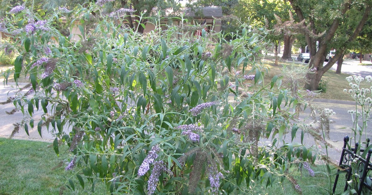 A Corner Garden How I Deadhead Butterfly Bushes