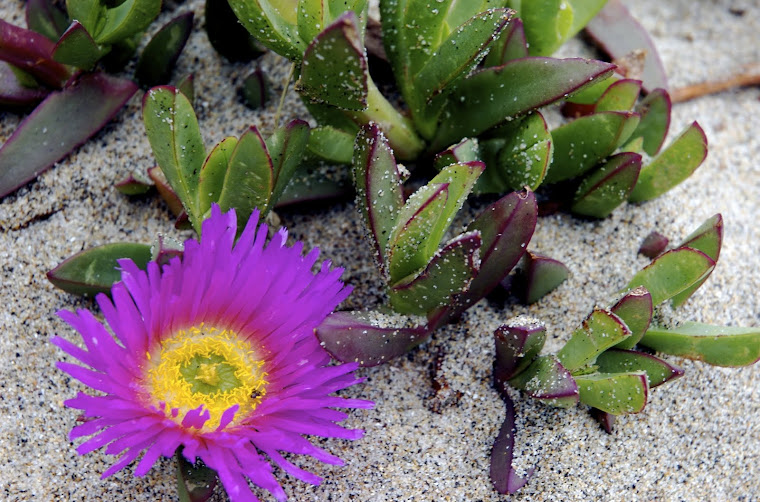 Ice Plant on California Coast