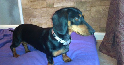 The On Line Buzzletter Why A Dog S Recovery And Heartworm Treatment Is Challenging