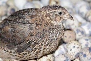 Teknis Budidaya Burung Puyuh Dengan Teknologi Organik Nasa