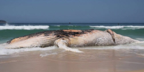 30-tonne whale found dead on Rio's Ipanema Beach