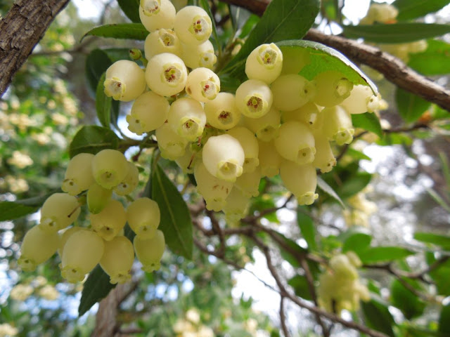 SIERRA FRIA Botanic+Serrat+Madro%25C3%25B1o+flor