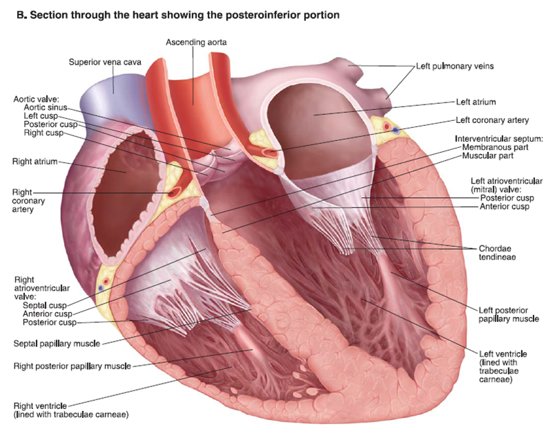 Heart Anatomy - Free Medical Slides