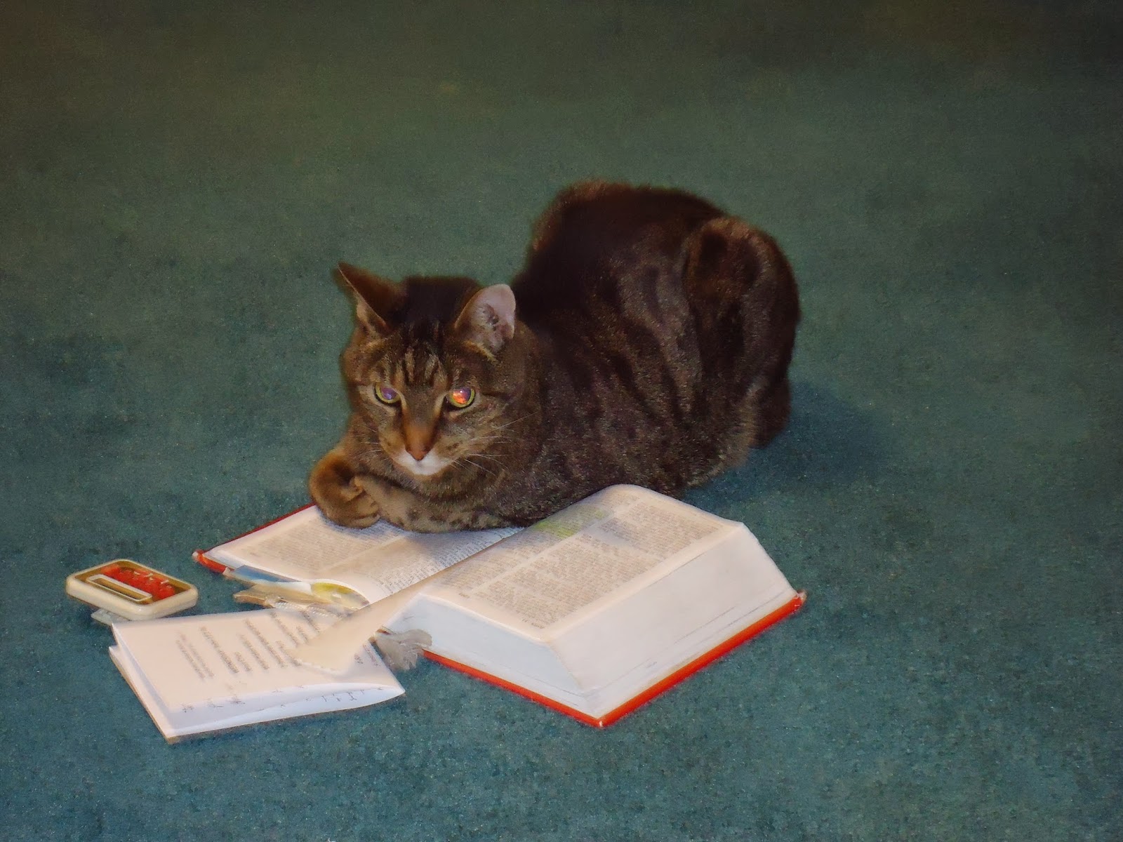 Grab A Book From Our Stack What My Cat Is Reading This Week