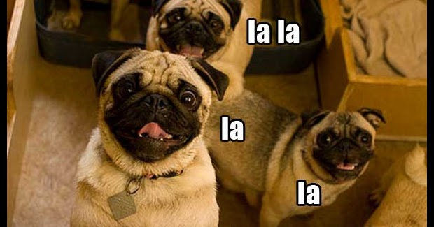 pug singing singing merry pugs joke pictures pug singing singing merry pugs joke pictures
