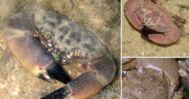 tHE tiDE cHAsER: Stone Crabs (Phylum Arthropoda: Family Menippidae) of Singapore