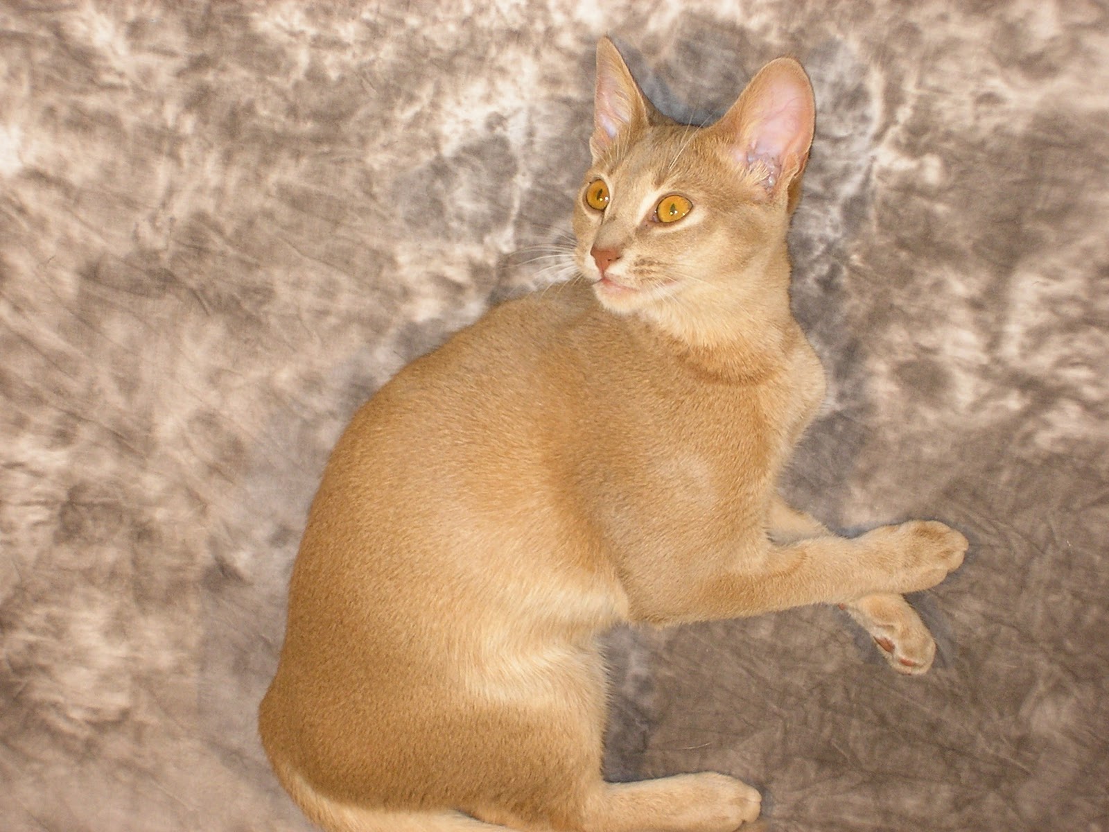 Four Abyssinian Cats Abyssinian Cats Eyes