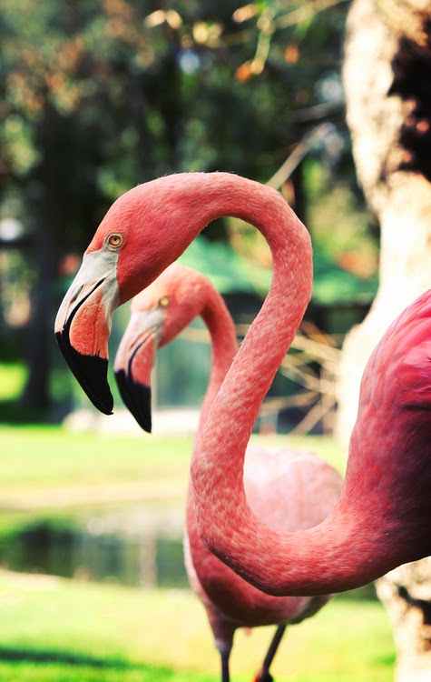 Flamencos